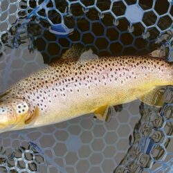 フライメインでルアーを少し ～岡崎トラウトポンド～